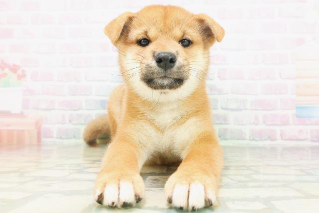 柴犬