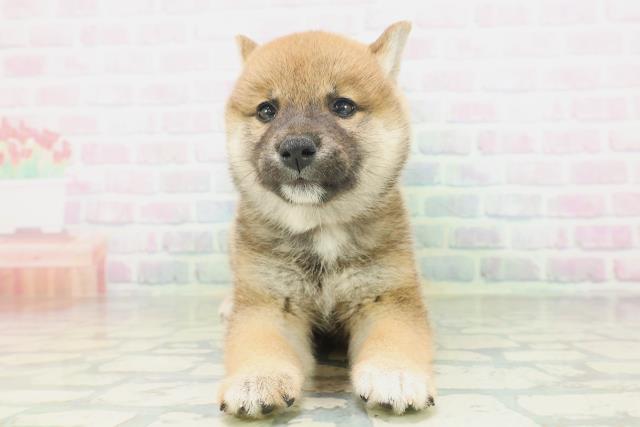柴犬