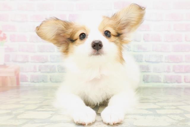 パピヨン