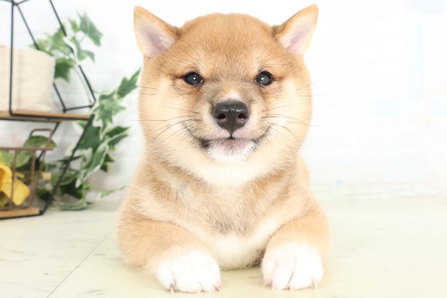 豆柴