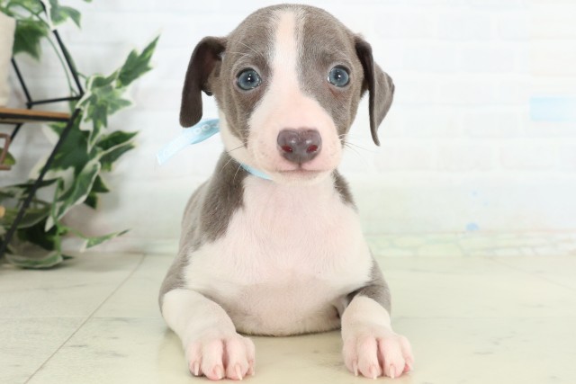 イタリアングレーハウンド