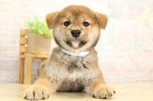 柴犬