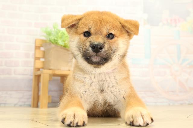 柴犬