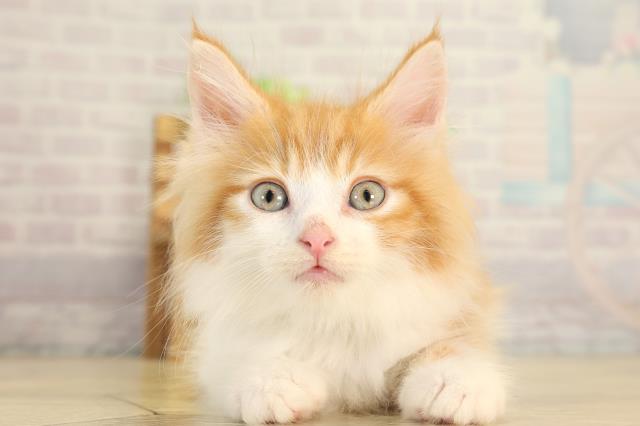 ノルウェージャン・フォレストキャット