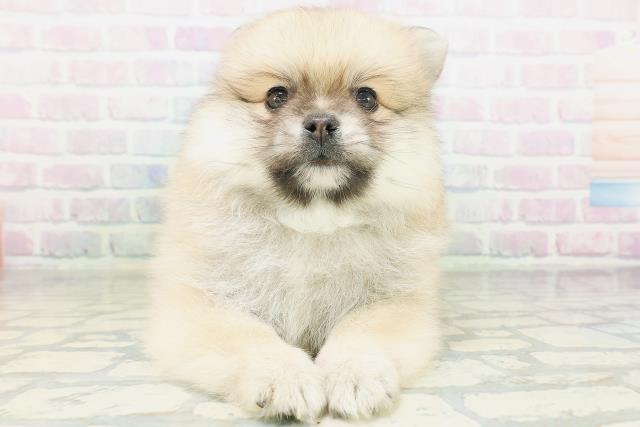 ポメラニアン