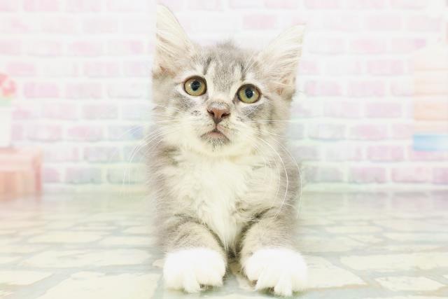 ノルウェージャン・フォレストキャット