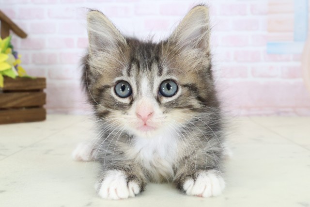 サイベリアン