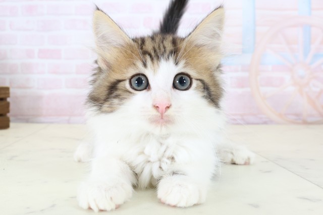 ノルウェージャン・フォレストキャット