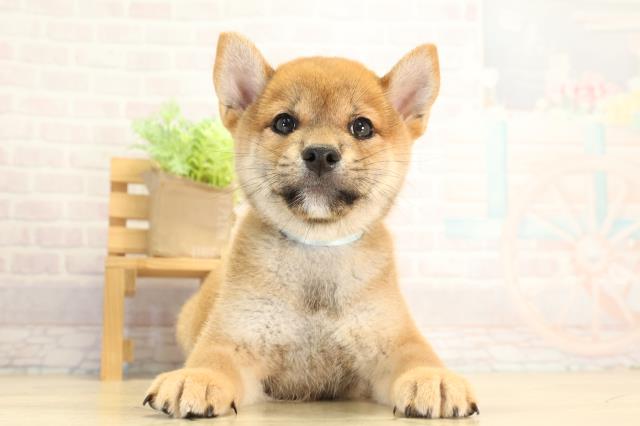 柴犬