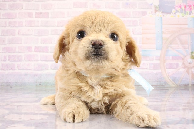 MIX（ハーフ）