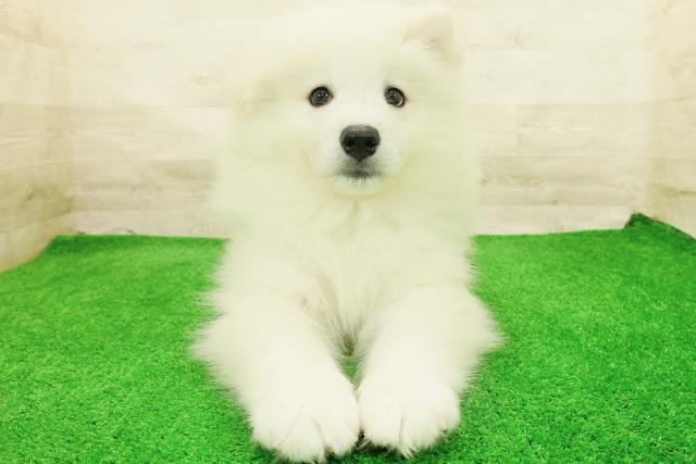 サモエド