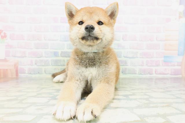 柴犬
