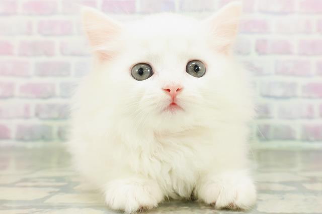 マンチカン