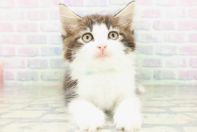 ノルウェージャン・フォレストキャット