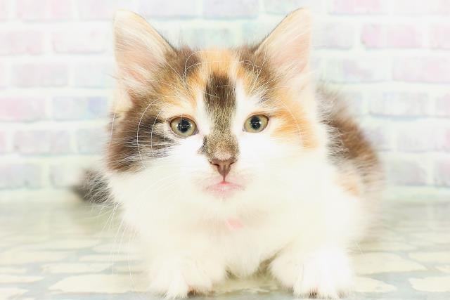 ノルウェージャン・フォレストキャット
