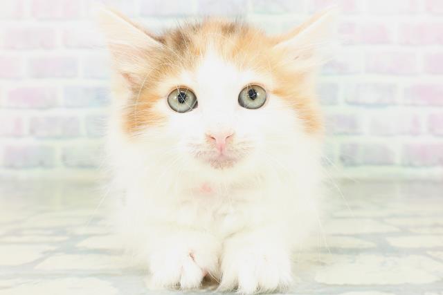 ノルウェージャン・フォレストキャット