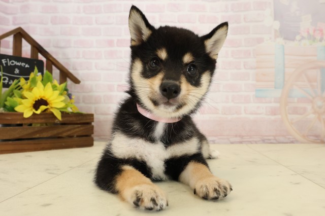 柴犬