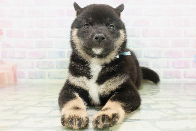 柴犬