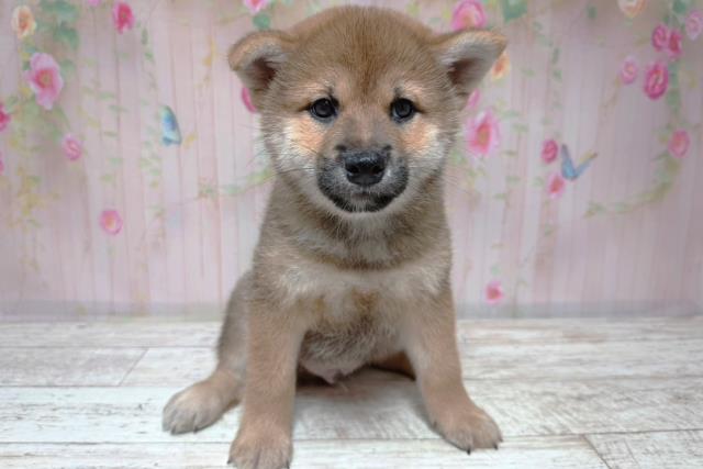 柴犬