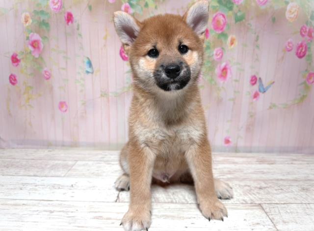 柴犬