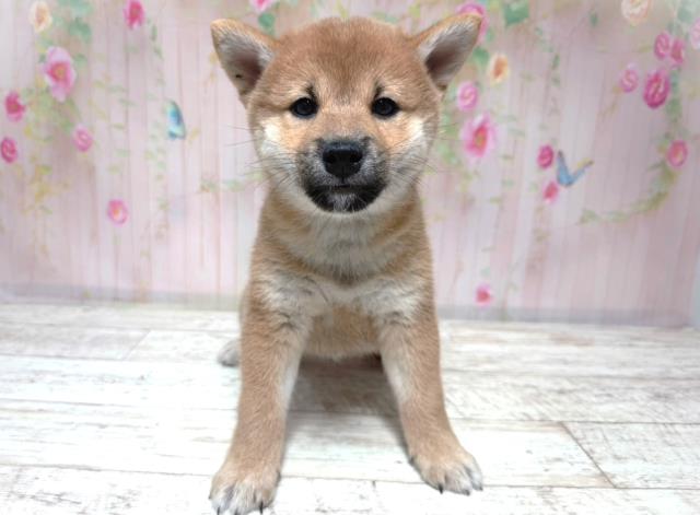 柴犬