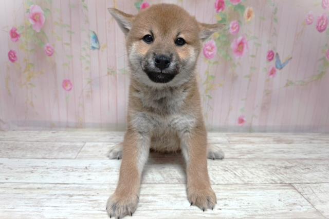 柴犬