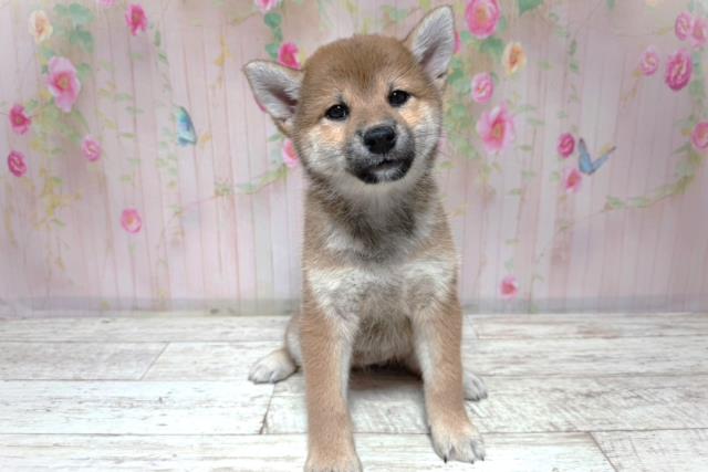 柴犬