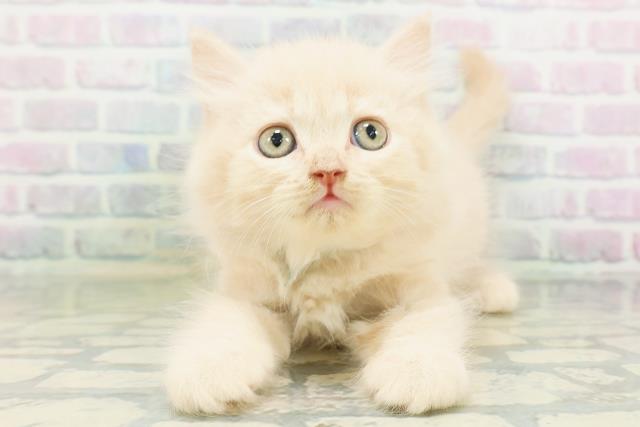 ブリティッシュロングヘアー