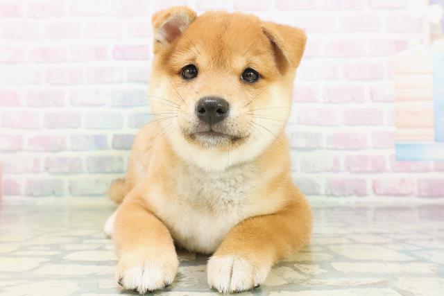 柴犬
