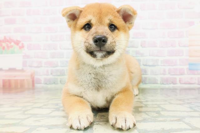 柴犬