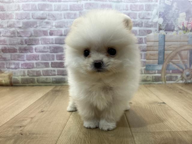 ポメラニアン