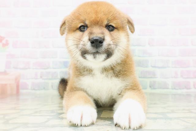 柴犬