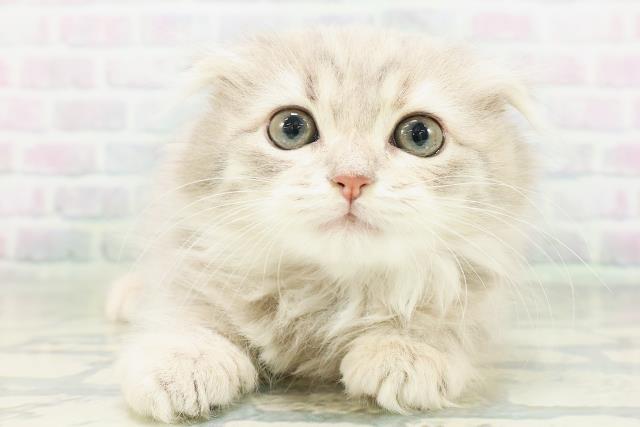スコティッシュフォールド