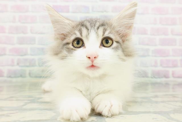 ノルウェージャン・フォレストキャット