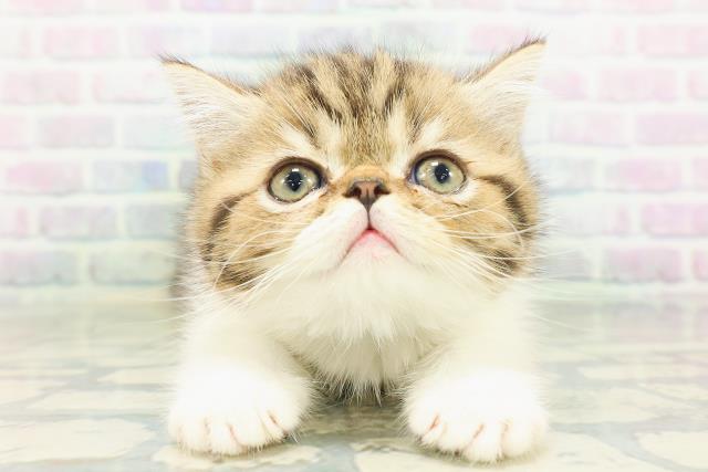 エキゾチック