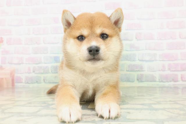 柴犬