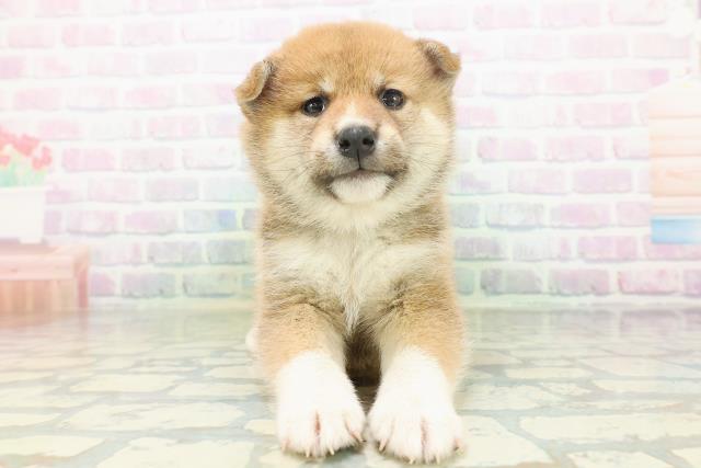柴犬