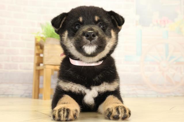 柴犬