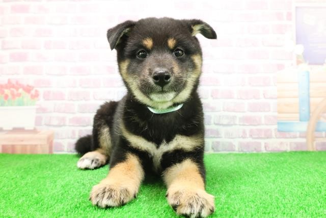 柴犬