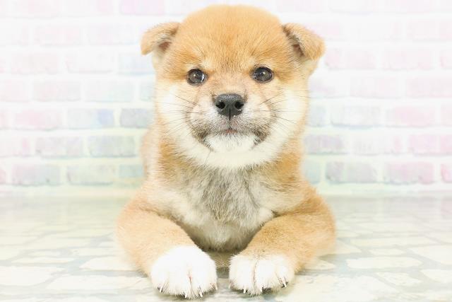 柴犬