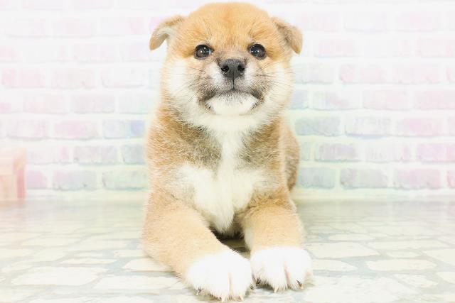 柴犬
