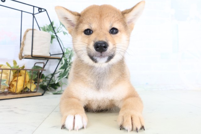 柴犬