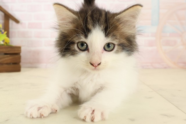 ノルウェージャン・フォレストキャット