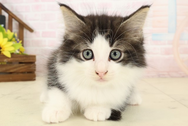 ノルウェージャン・フォレストキャット