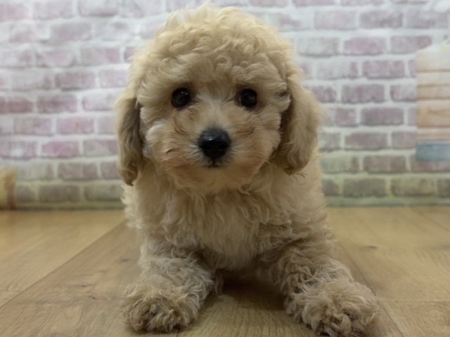 トイ・プードル