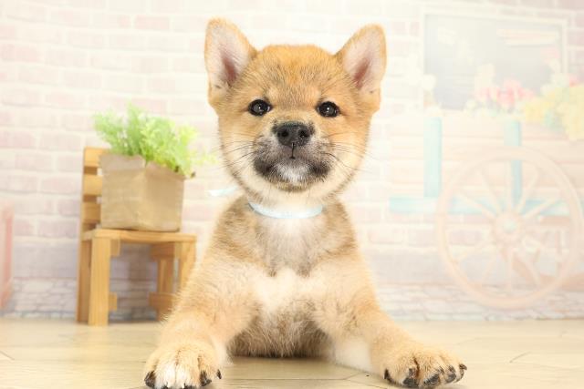 柴犬