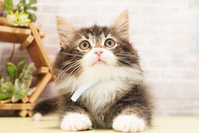 ノルウェージャン・フォレストキャット