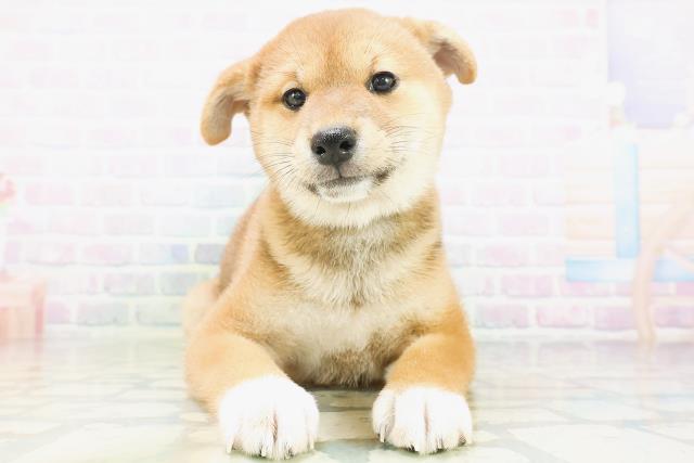 柴犬