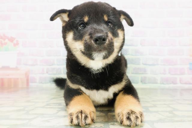 柴犬
