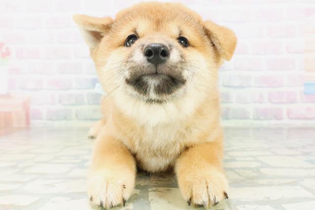 柴犬